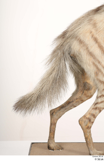 Striped Hyena Hyaena hyaena tail 0001.jpg